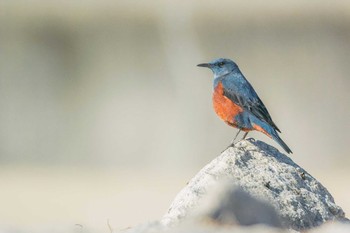 Blue Rock Thrush 兵庫県明石市 Wed, 1/25/2017