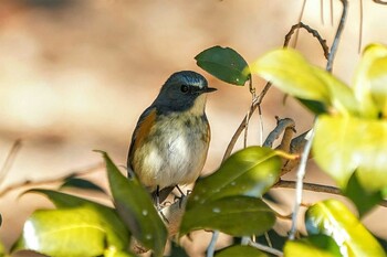 ルリビタキ 昭和記念公園 2022年2月22日(火)