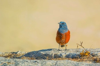 Blue Rock Thrush 兵庫県明石市 Wed, 2/15/2017