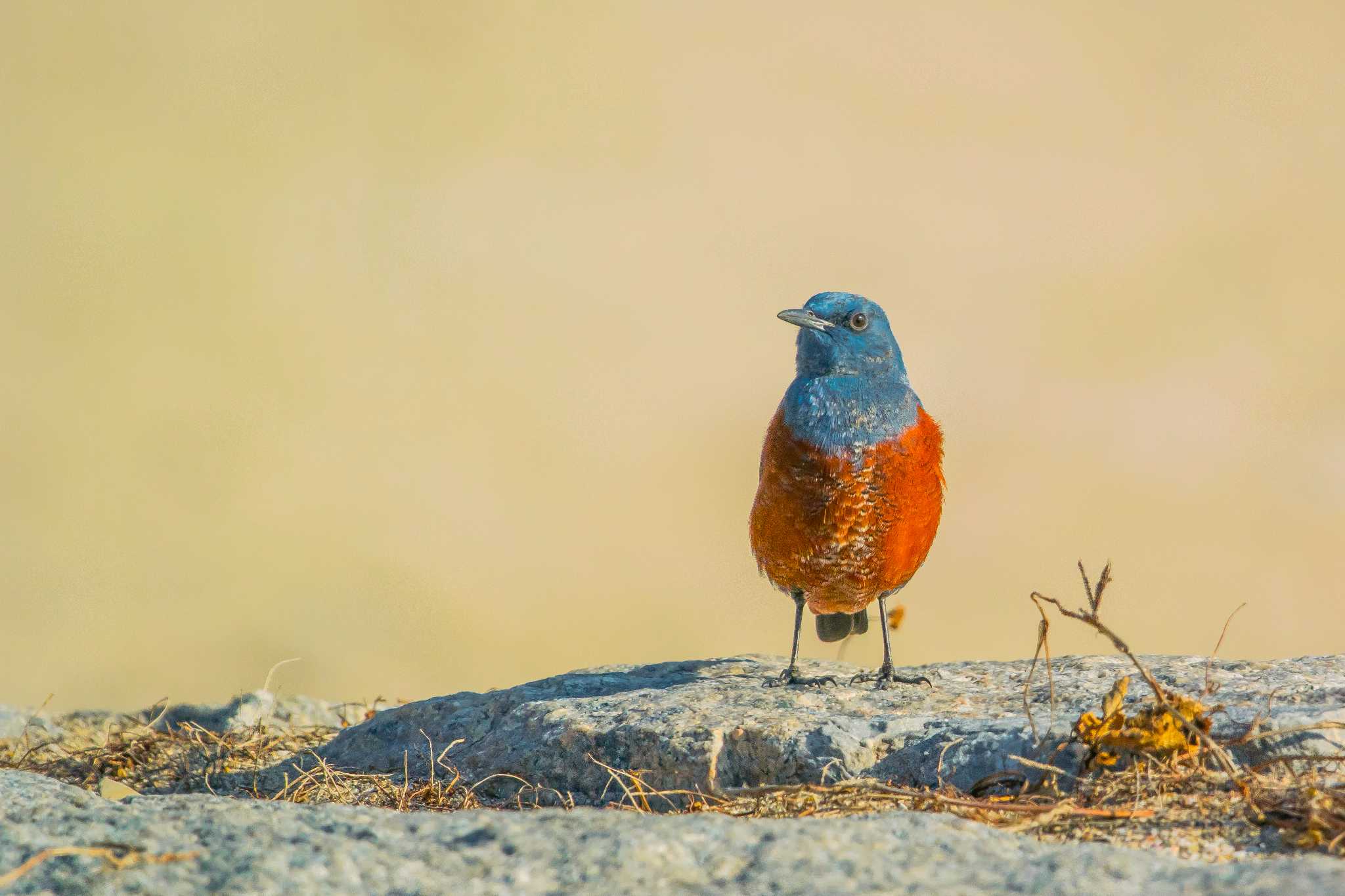 Photo of Blue Rock Thrush at 兵庫県明石市 by ときのたまお