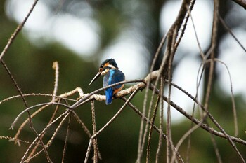 Common Kingfisher Hikarigaoka Park Sat, 3/12/2022