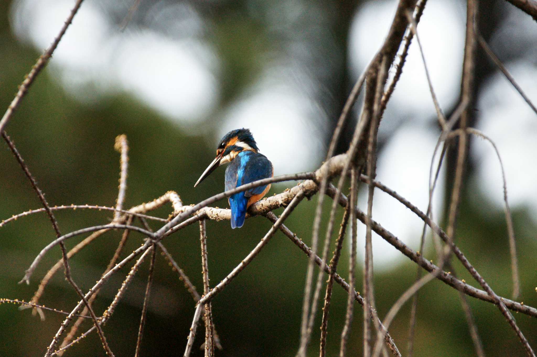 Photo of Common Kingfisher at Hikarigaoka Park by そくば