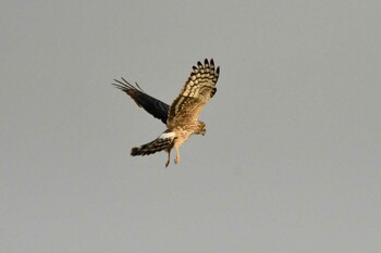 2022年2月26日(土) 渡良瀬遊水地の野鳥観察記録