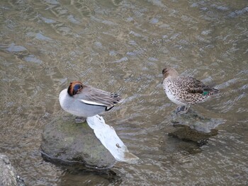 Eurasian Teal 沼津市  Tue, 3/15/2022