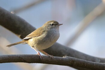 Japanese Bush Warbler 八王子市 Tue, 3/15/2022