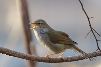 Japanese Bush Warbler 八王子市 Tue, 3/15/2022