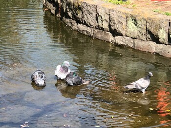 カワラバト 横十間川親水公園(東京都江東区) 2022年3月15日(火)