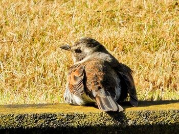 Mon, 3/14/2022 Birding report at Imperial Palace