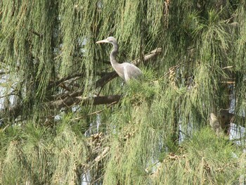 Western Reef Heron