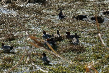 Eurasian Wigeon 江津湖 Tue, 3/8/2022