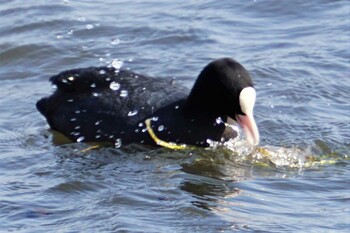 Eurasian Coot 江津湖 Tue, 3/8/2022