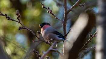 Eurasian Bullfinch(rosacea) 栗東市 Tue, 3/15/2022