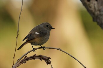 Daurian Redstart Matsue Castle Tue, 3/15/2022