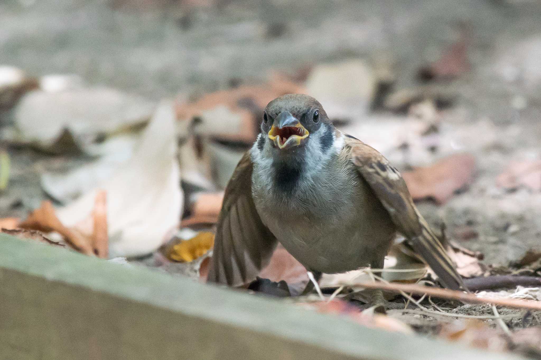 明石公園 スズメの写真 by ときのたまお