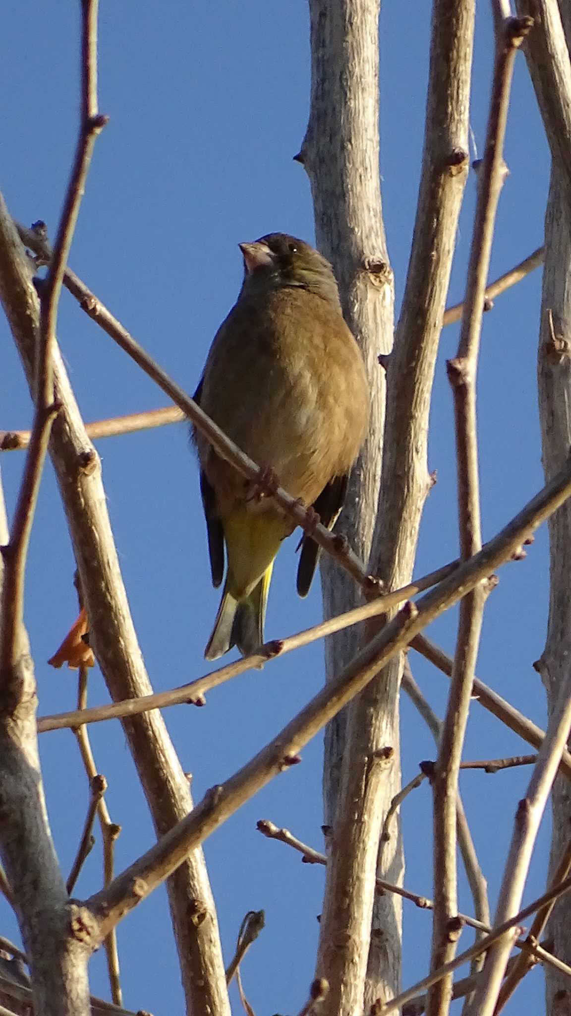 Grey-capped Greenfinch