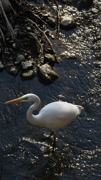 2022年3月15日(火) 三沢川の野鳥観察記録