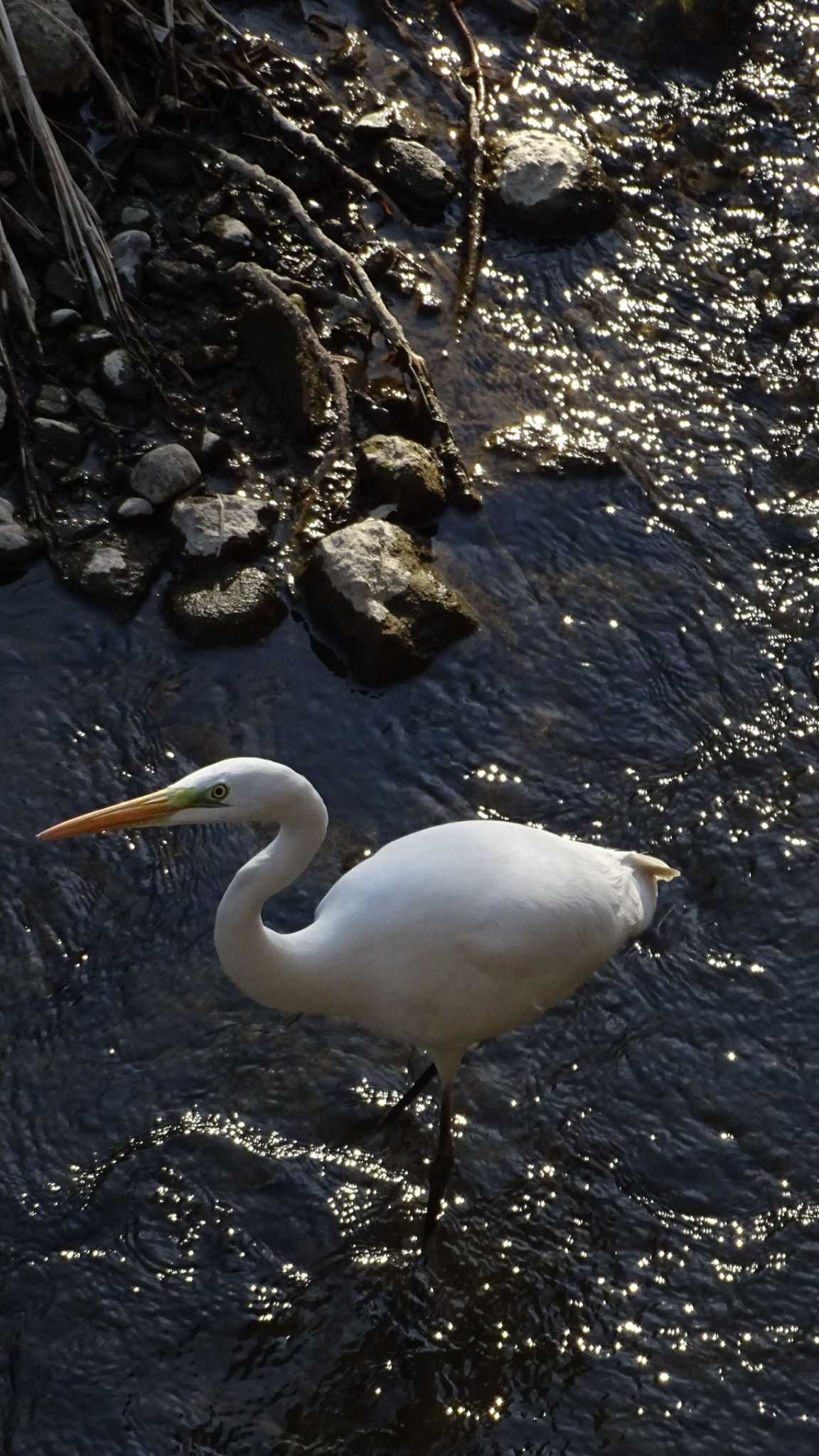 Great Egret