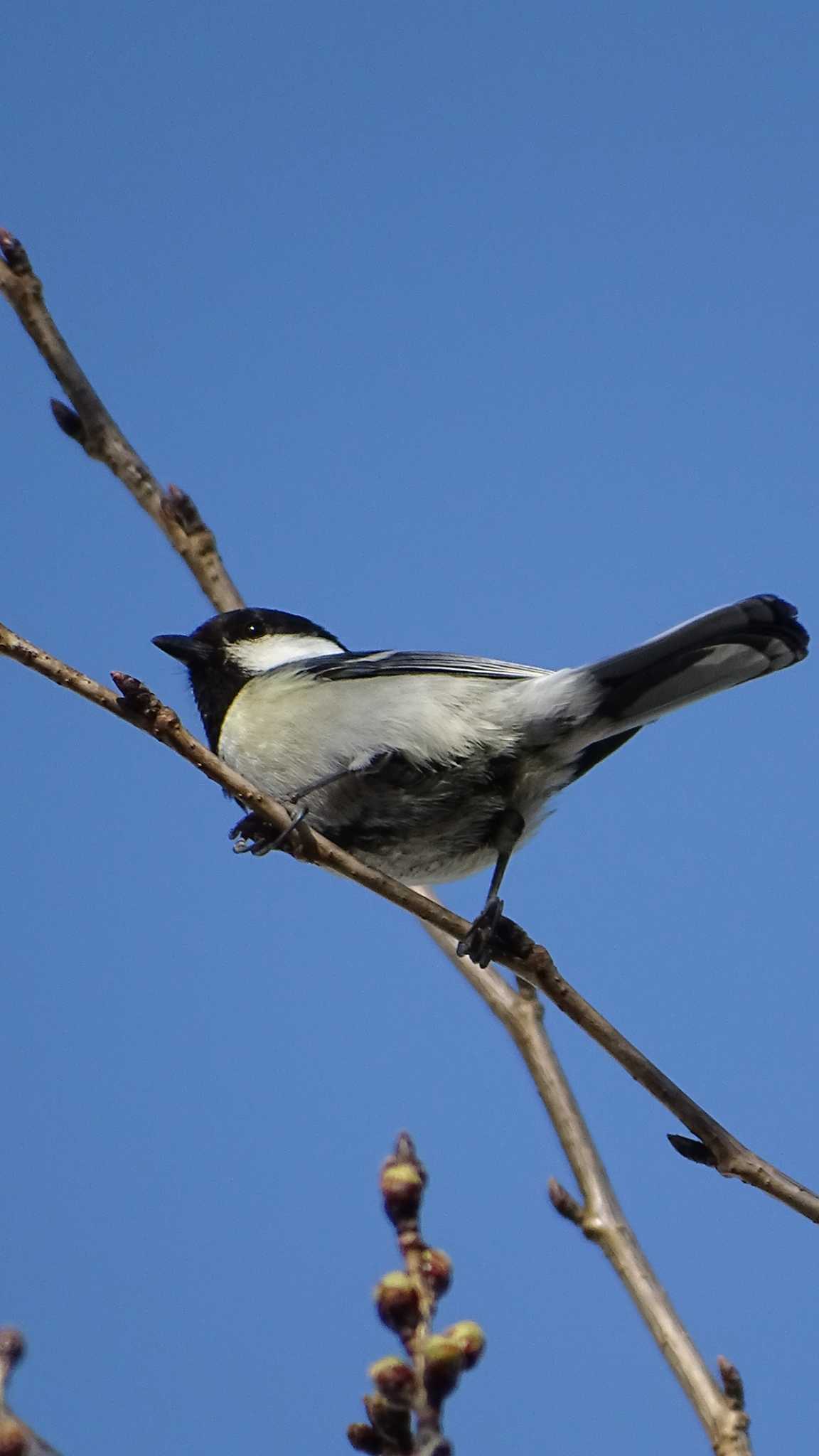 Japanese Tit