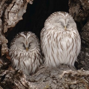 Ural Owl(japonica) 釧路 Sun, 2/27/2022