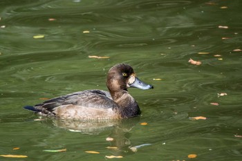 スズガモ 明石公園 2016年11月9日(水)