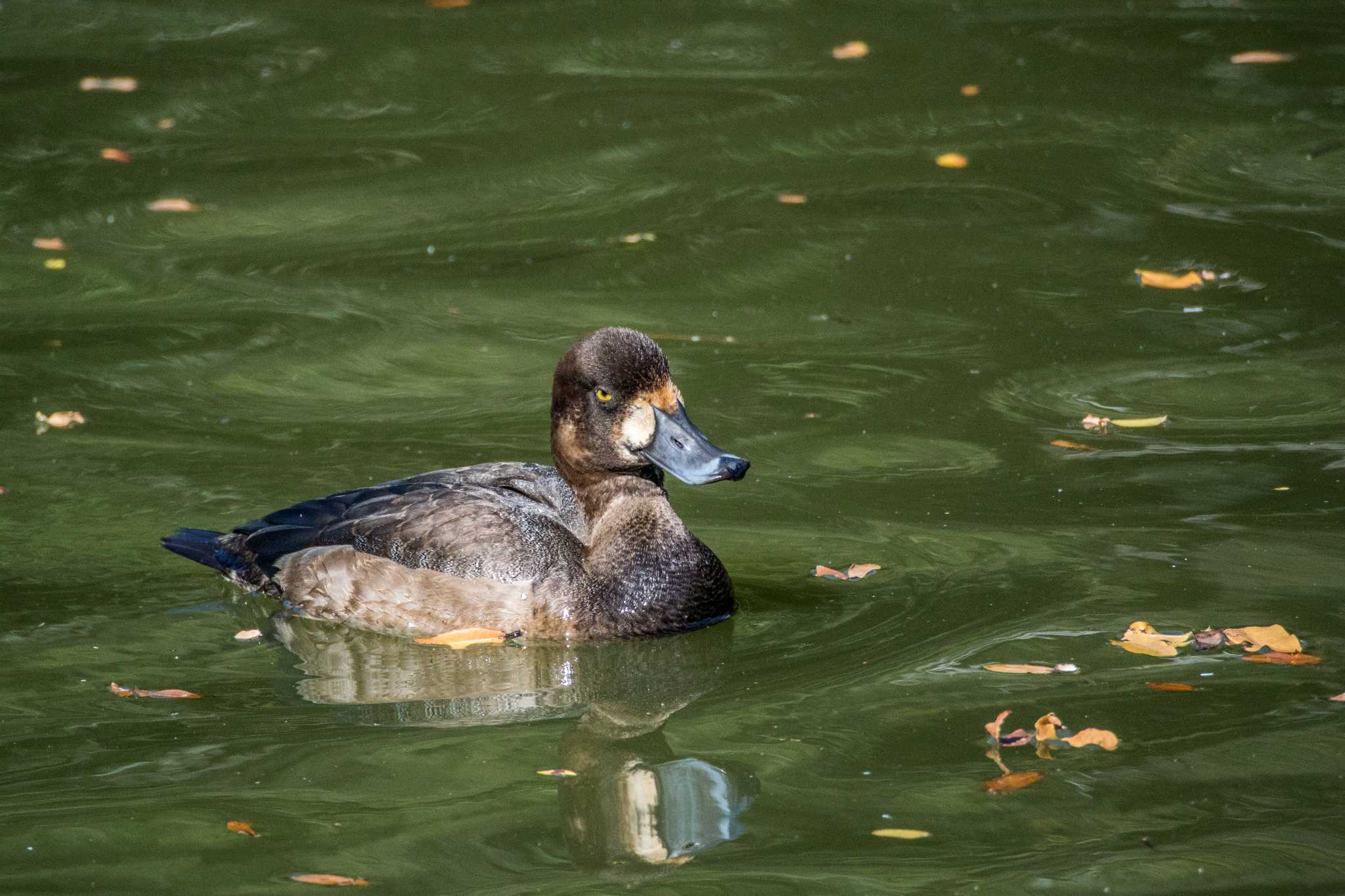 明石公園 スズガモの写真 by ときのたまお