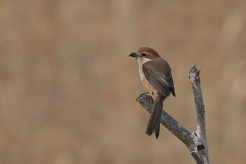 Bull-headed Shrike 大阪市 Fri, 3/11/2022