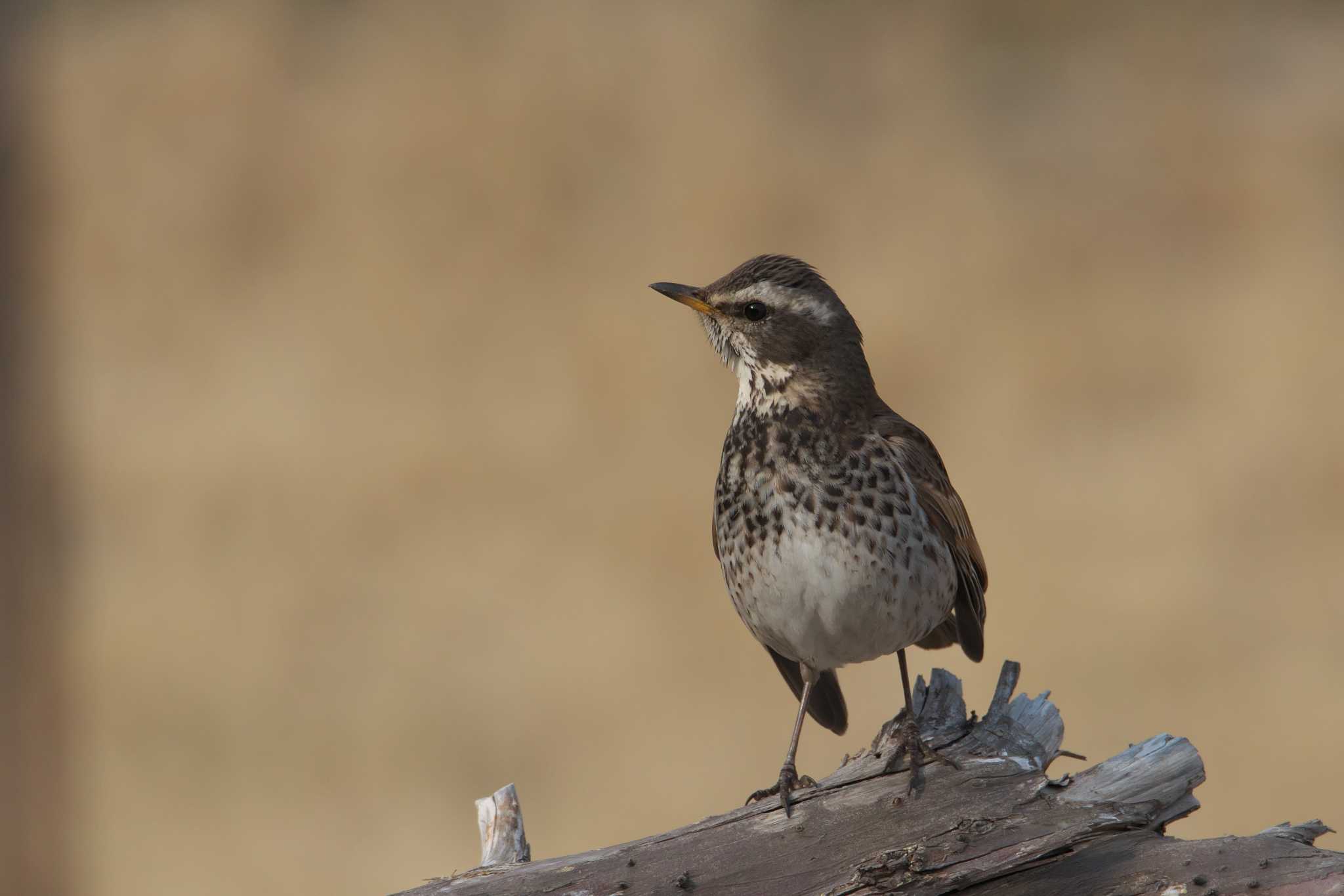 Photo of Dusky Thrush at 大阪市 by img.tko.pict