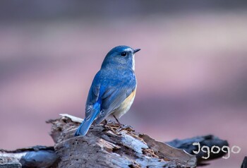 ルリビタキ 庚申山総合公園 2022年3月6日(日)