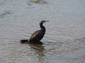 カワウ 黒目川 2022年3月12日(土)