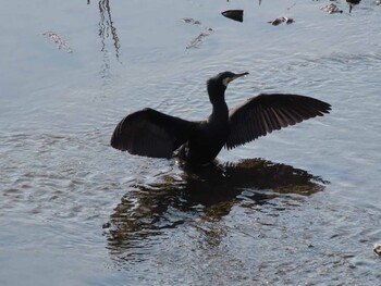 カワウ 黒目川 2022年3月12日(土)