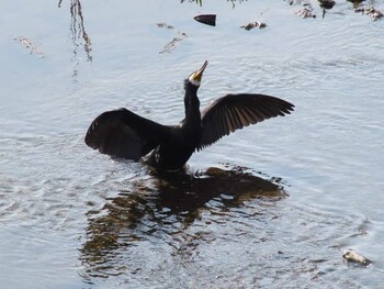 カワウ 黒目川 2022年3月12日(土)