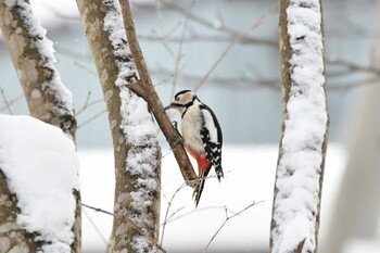 Mon, 1/10/2022 Birding report at 大沼公園(北海道七飯町)