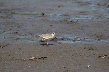 アカアシシギ Sungei Buloh Wetland Reserve 2017年10月7日(土)