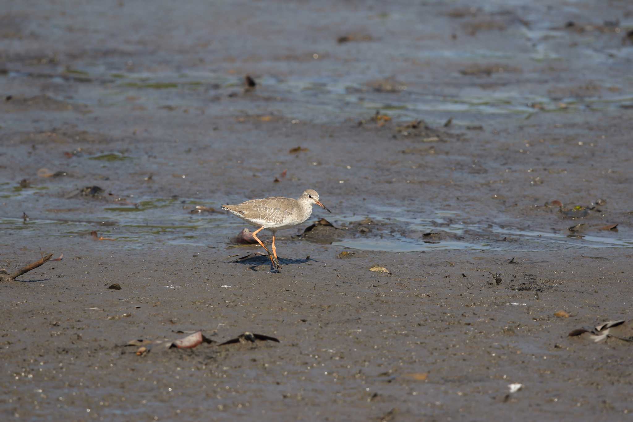 Common Redshank