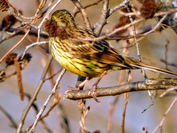 Masked Bunting Mizumoto Park Sat, 3/12/2022