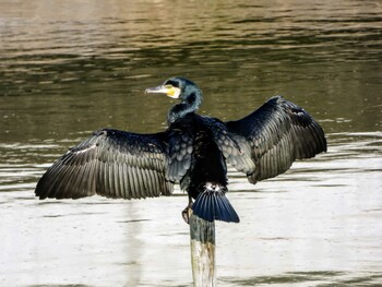 カワウ 水元公園 2022年3月12日(土)