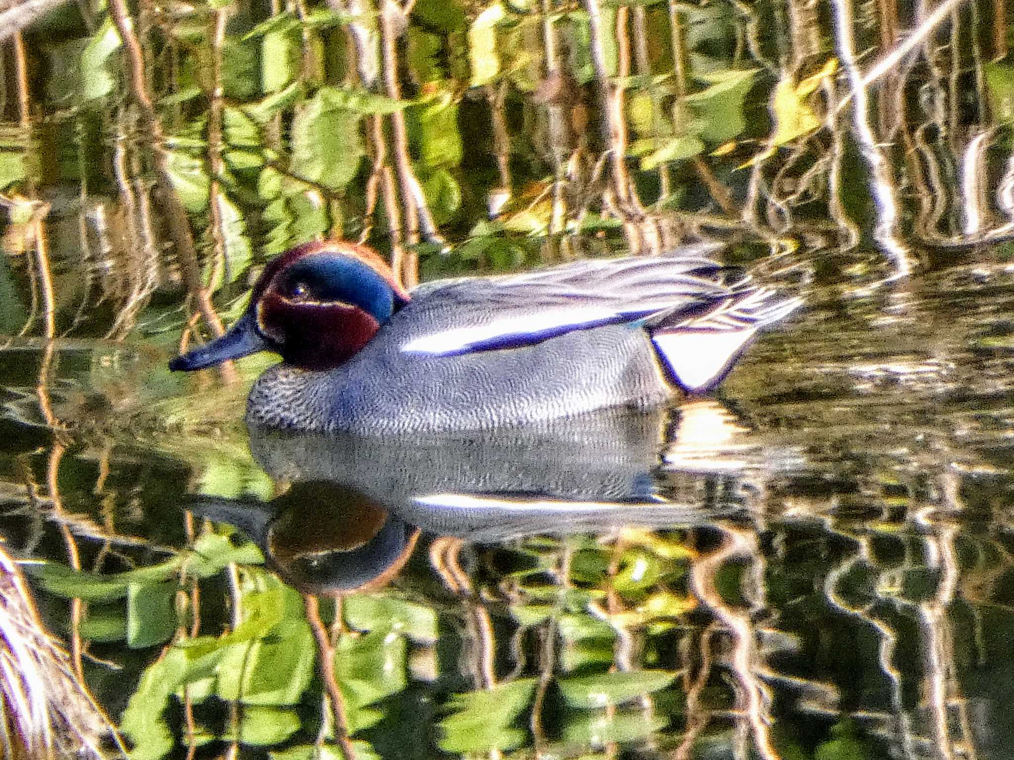 水元公園 コガモの写真 by スルタン