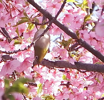 メジロ 新河岸川 2022年3月15日(火)