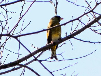 Grey-capped Greenfinch Mizumoto Park Sat, 3/12/2022