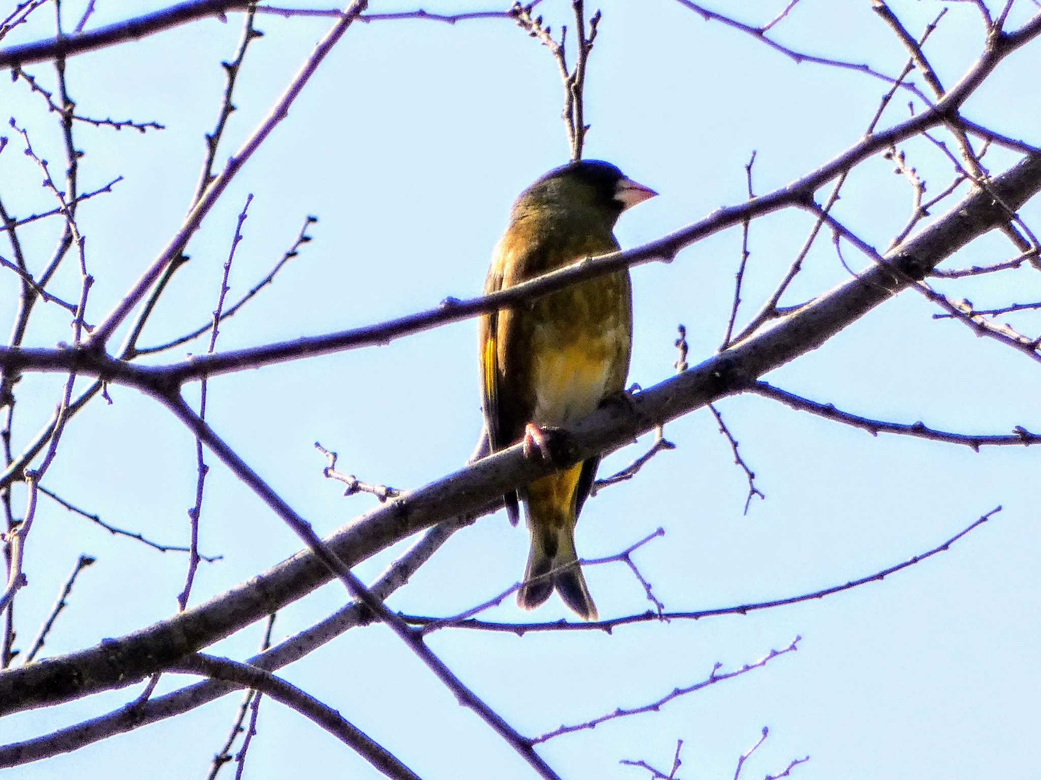 Photo of Grey-capped Greenfinch at Mizumoto Park by スルタン