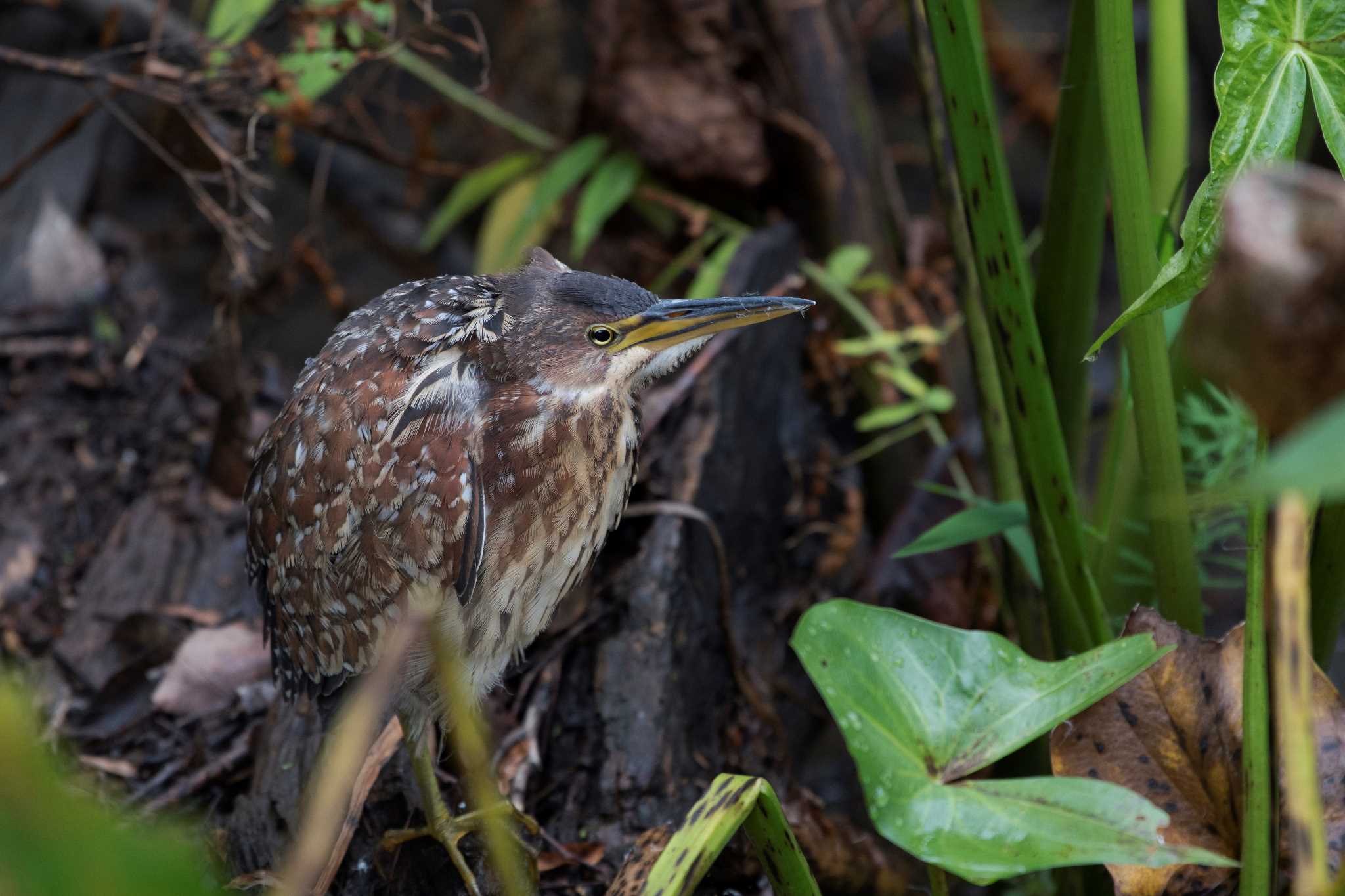 Photo of Von Schrenck's Bittern at 愛知県 by 倶利伽羅