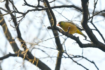 Grey-capped Greenfinch 甲府市 Sun, 3/13/2022