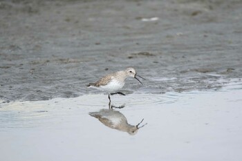 ハマシギ ふなばし三番瀬海浜公園 2022年3月13日(日)