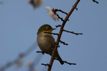 Warbling White-eye Kyoto Gyoen Tue, 3/15/2022