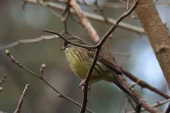 Masked Bunting Kyoto Gyoen Tue, 3/15/2022