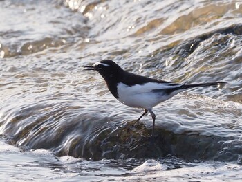 Japanese Wagtail 多摩川(谷地川合流付近) Sat, 3/12/2022