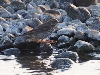 Water Pipit 多摩川(谷地川合流付近) Sat, 3/12/2022