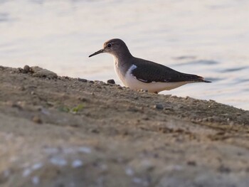 Common Sandpiper 多摩川(谷地川合流付近) Sat, 3/12/2022