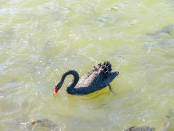 Black Swan 兵庫県立フラワーセンター Sun, 10/8/2006