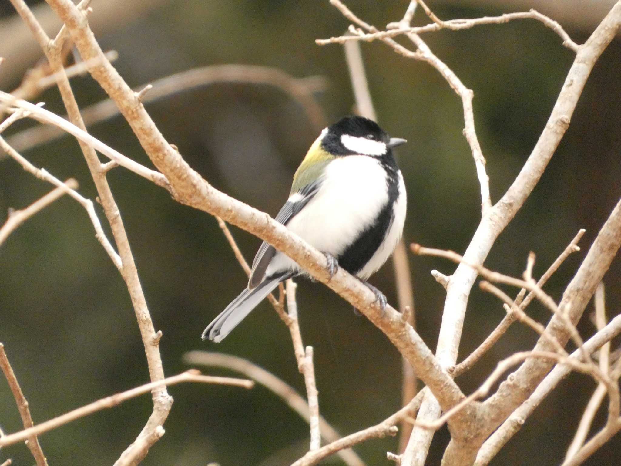 シジュウカラ